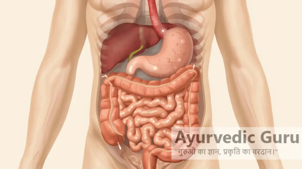 मानव पाचन तंत्र का चित्र जिसमें पेट, लीवर, पैंक्रियाज़ और आंतें सुचारू रूप से कार्य कर रही हों।